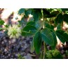 Semi di Tamarindo di Manila (Pithecellobium dulce) | Seeds Shop Store