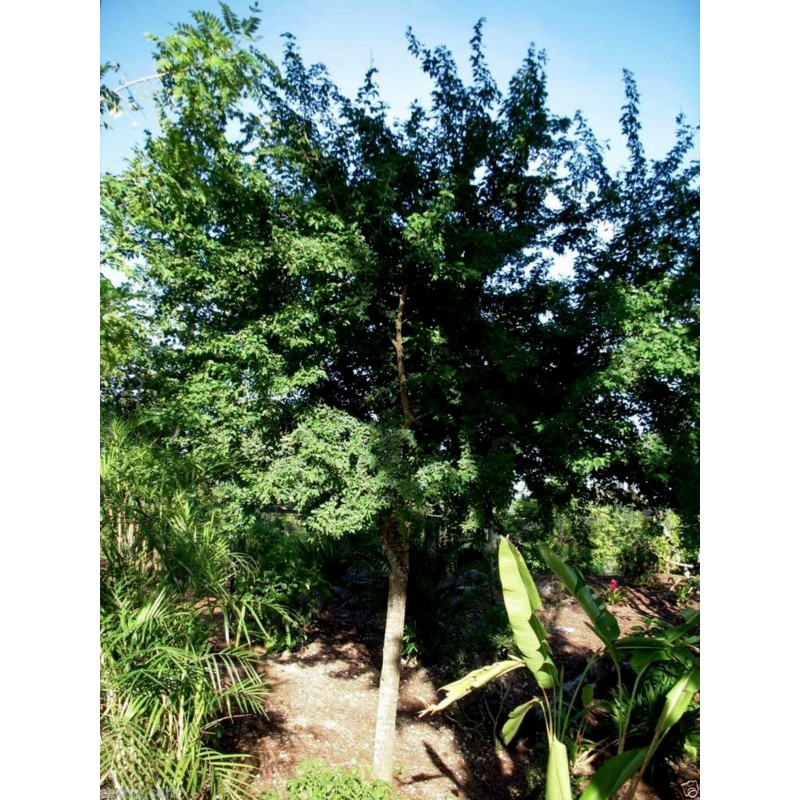 Semi di Tamarindo di Manila (Pithecellobium dulce) | Seeds Shop Store