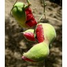 Semi di Tamarindo di Manila (Pithecellobium dulce) | Seeds Shop Store