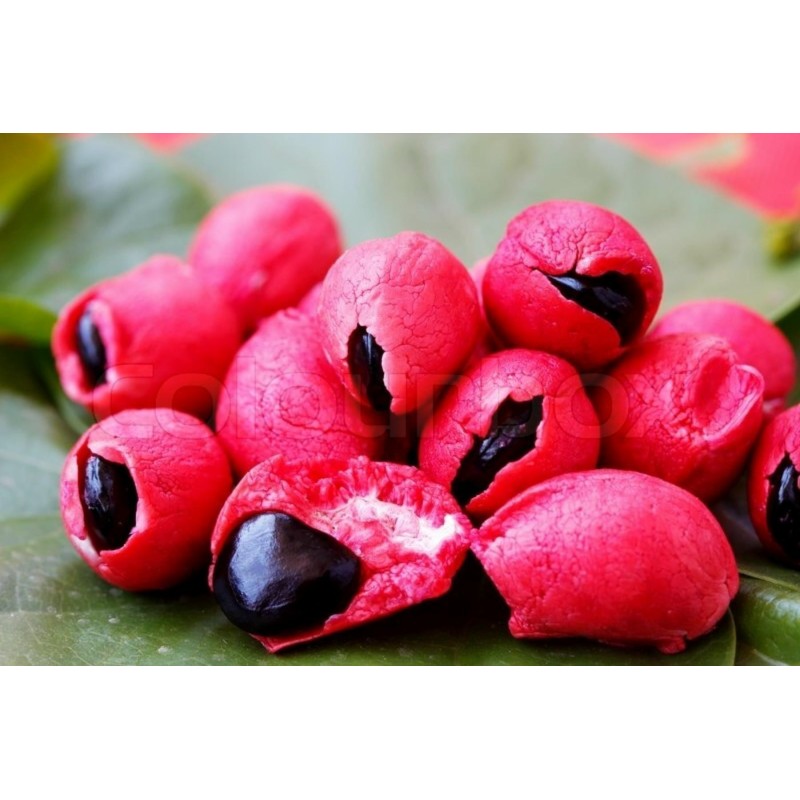 Semi di Tamarindo di Manila (Pithecellobium dulce) | Seeds Shop Store