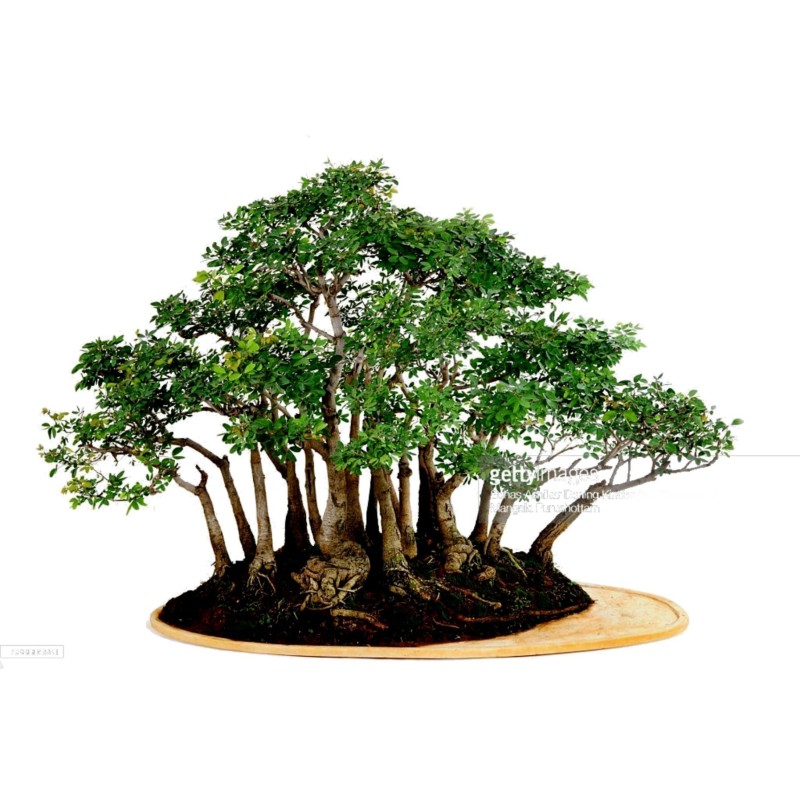 Semi di Tamarindo di Manila (Pithecellobium dulce) | Seeds Shop Store