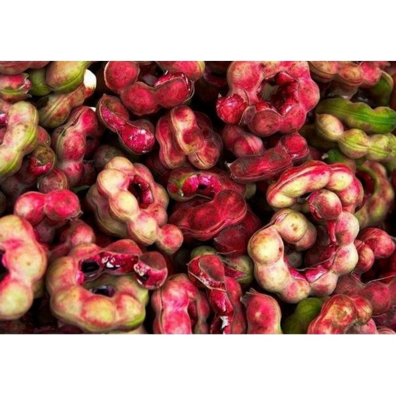 Semi di Tamarindo di Manila (Pithecellobium dulce) | Seeds Shop Store