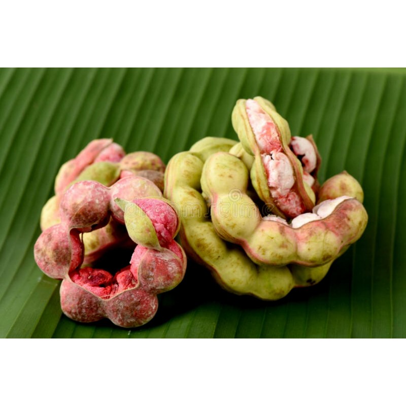 Semi di Tamarindo di Manila (Pithecellobium dulce) | Seeds Shop Store