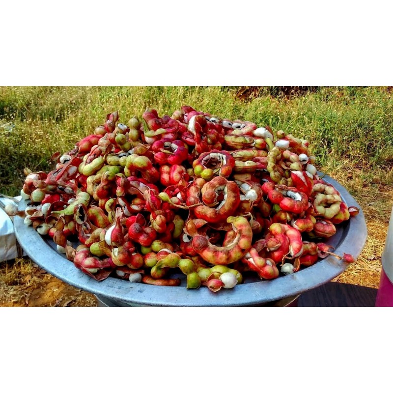 Semi di Tamarindo di Manila (Pithecellobium dulce) | Seeds Shop Store