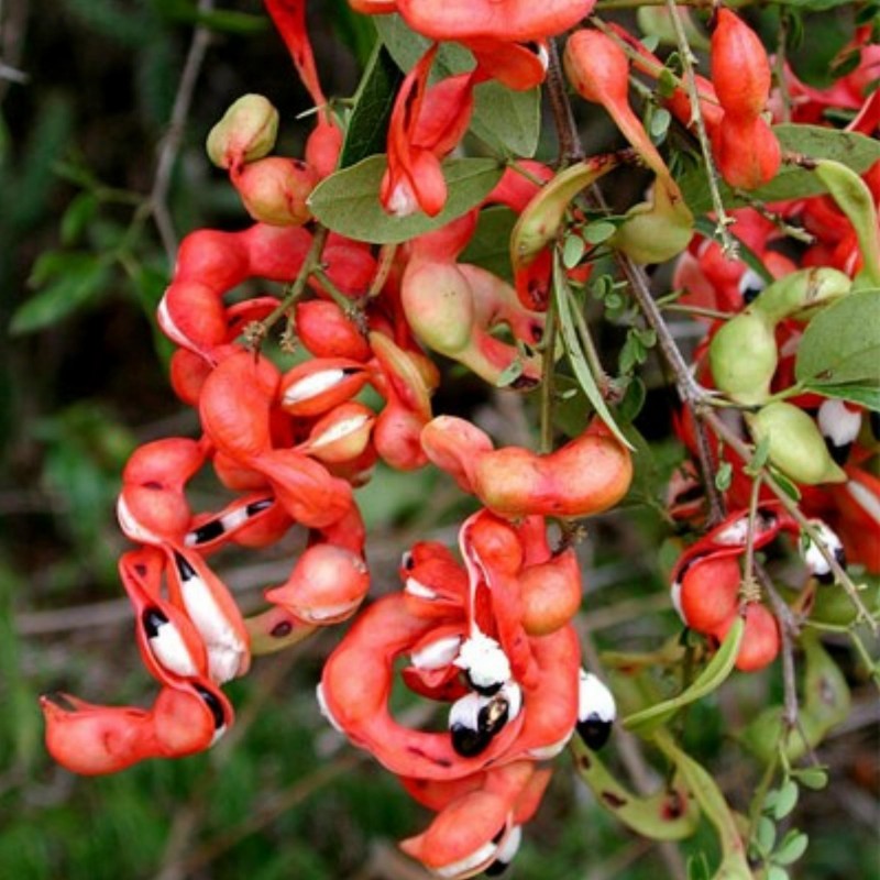 Semi di Tamarindo di Manila (Pithecellobium dulce) | Seeds Shop Store