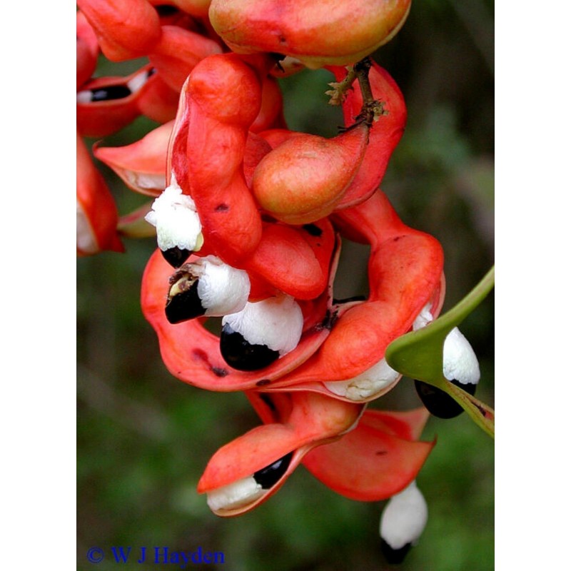 Semi di Tamarindo di Manila (Pithecellobium dulce) | Seeds Shop Store