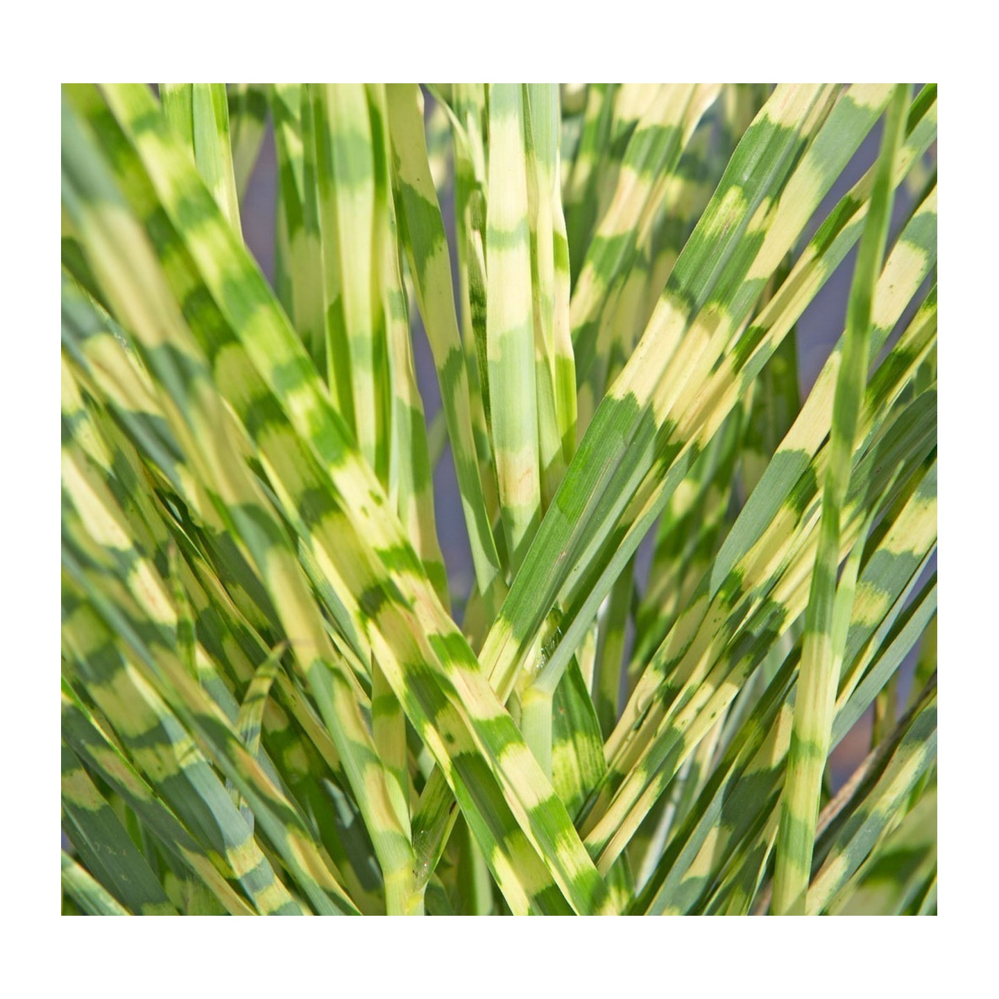 Zebragras Samen (Miscanthus sinensis Zebrinus)