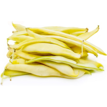 Bean Seeds Jerusalem | Seeds Shop Store