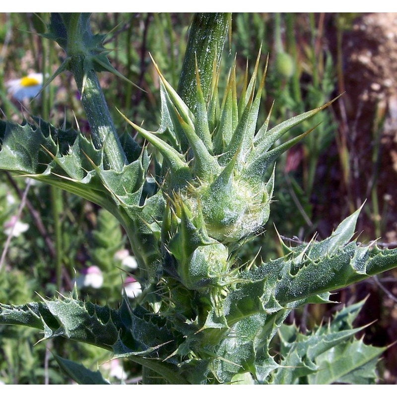 Sementes de Cardo Mariano (Silybum marianum) | Seeds Shop Store