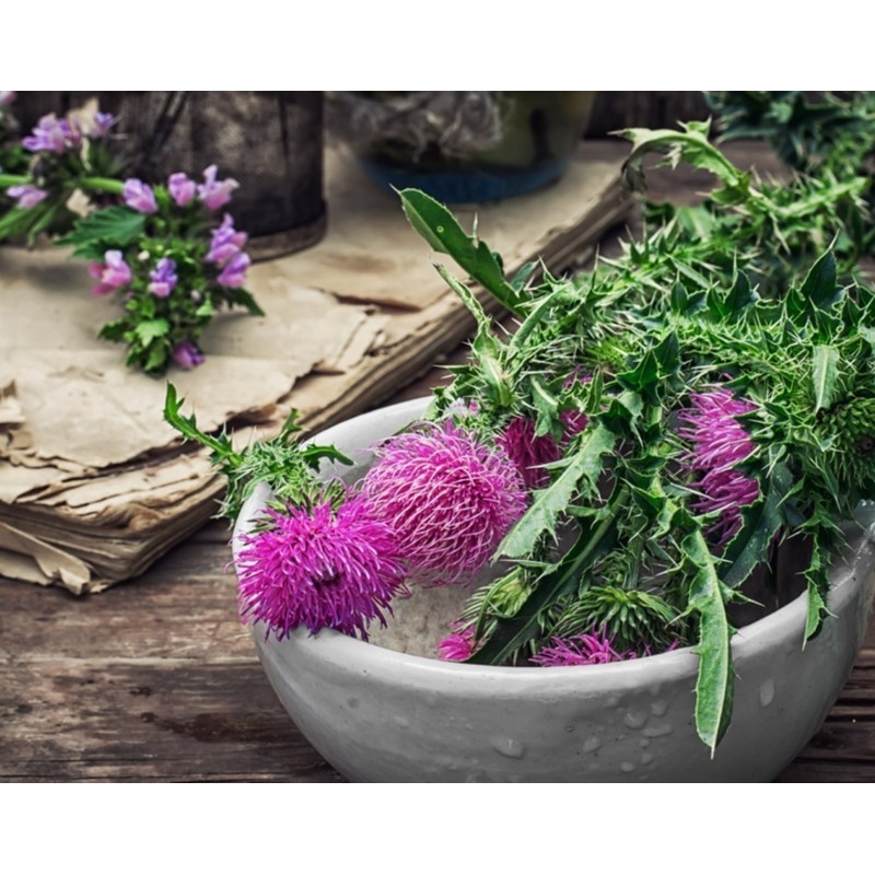 Sementes de Cardo Mariano (Silybum marianum) | Seeds Shop Store