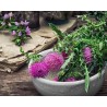 Sementes de Cardo Mariano (Silybum marianum) | Seeds Shop Store