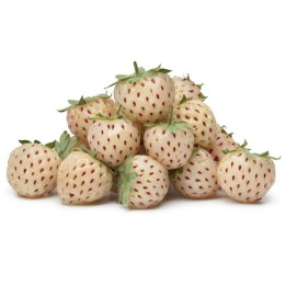 Alpine White Strawberry - White Soul Seeds - 175.934363