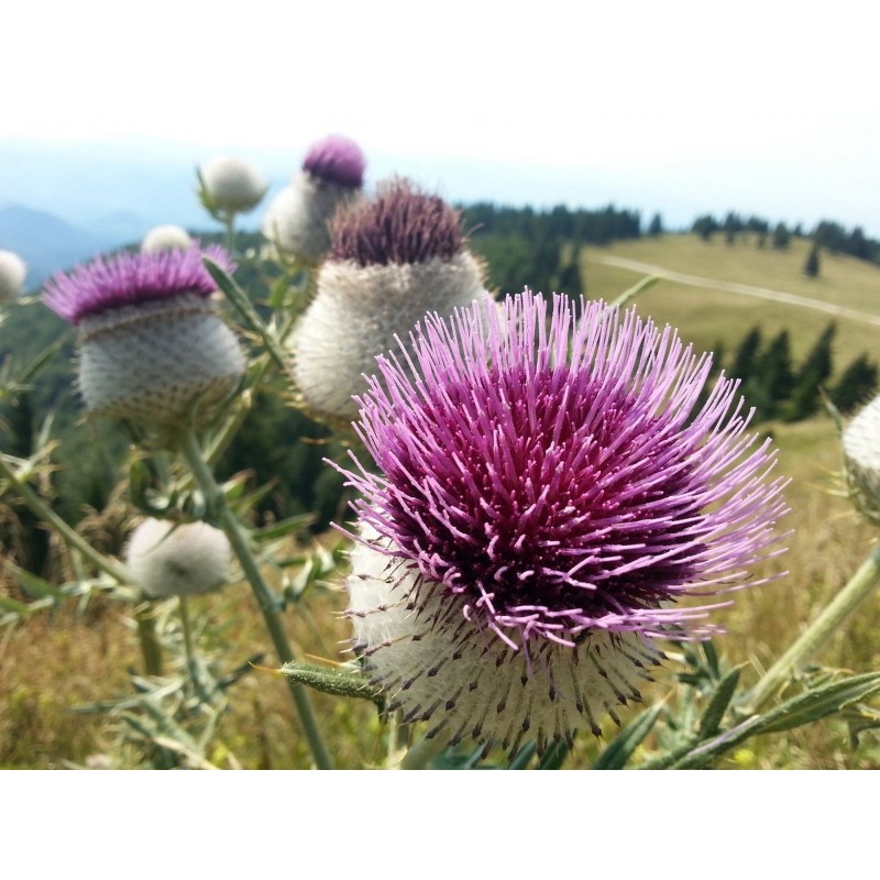 Sementes de Cardo Mariano (Silybum marianum) | Seeds Shop Store