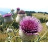Sementes de Cardo Mariano (Silybum marianum) | Seeds Shop Store