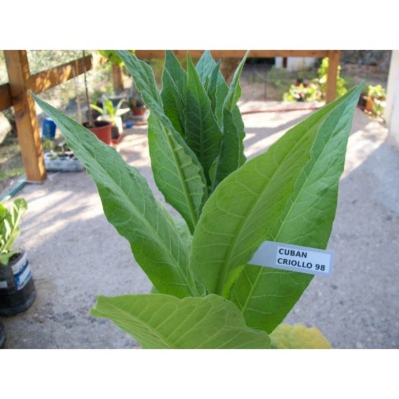Semi di tabacco Cuban Criollo 98 | Seeds Shop Store