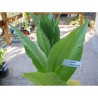 Semi di tabacco Cuban Criollo 98 | Seeds Shop Store