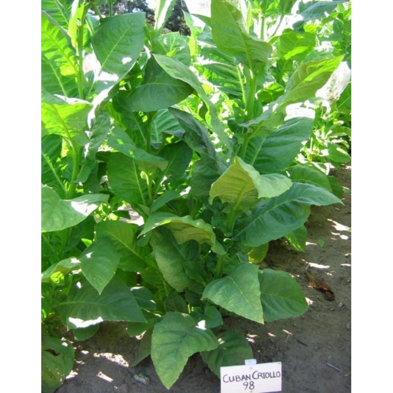 Semi di tabacco Cuban Criollo 98 | Seeds Shop Store