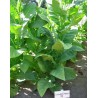 Semi di tabacco Cuban Criollo 98 | Seeds Shop Store