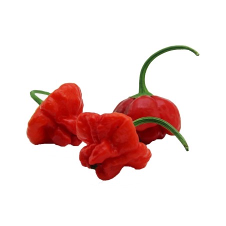 Red Cap Mushroom Chili – Rote oder Gelb Pilzform Chiii Samen | Seeds Shop Store