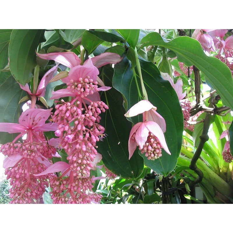 Sementes de Medinila ou Uva Rosa (Medinilla magnifica) | Seeds Shop Store