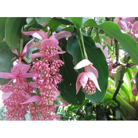 Sementes de Medinila ou Uva Rosa (Medinilla magnifica) | Seeds Shop Store