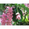Sementes de Medinila ou Uva Rosa (Medinilla magnifica) | Seeds Shop Store