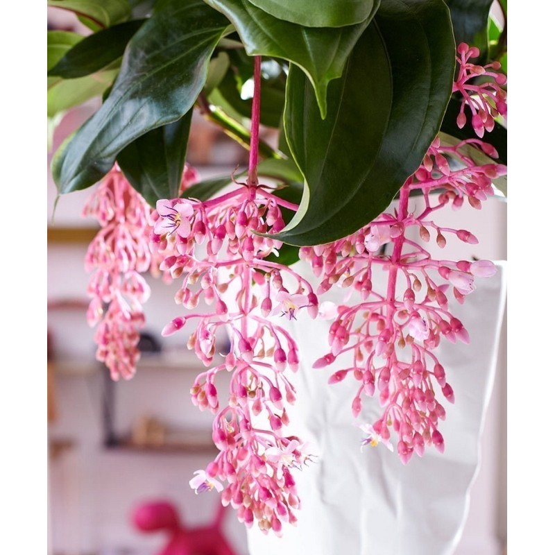 Sementes de Medinila ou Uva Rosa (Medinilla magnifica) | Seeds Shop Store