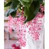 Sementes de Medinila ou Uva Rosa (Medinilla magnifica) | Seeds Shop Store