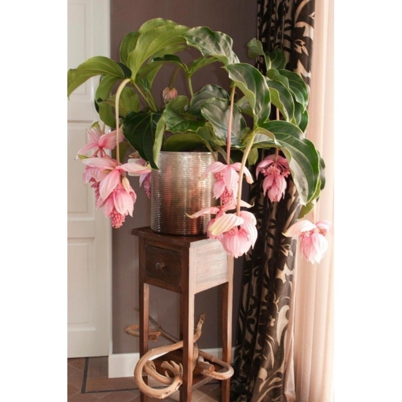 Sementes de Medinila ou Uva Rosa (Medinilla magnifica) | Seeds Shop Store