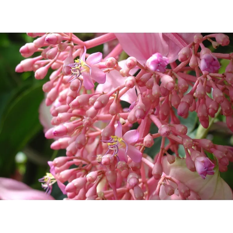 Sementes de Medinila ou Uva Rosa (Medinilla magnifica) | Seeds Shop Store