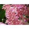 Sementes de Medinila ou Uva Rosa (Medinilla magnifica) | Seeds Shop Store