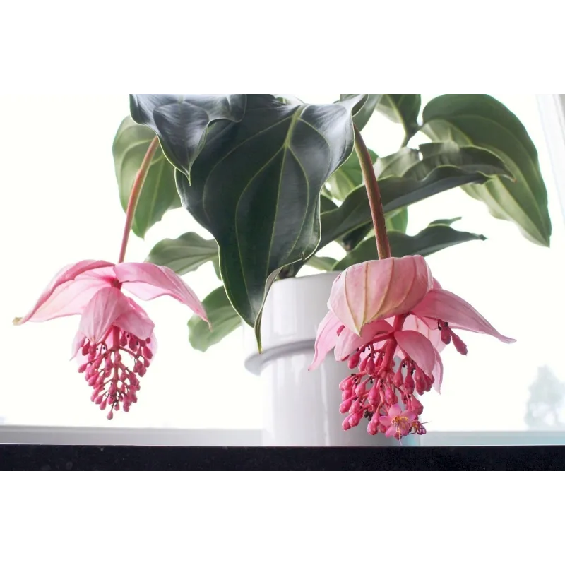 Sementes de Medinila ou Uva Rosa (Medinilla magnifica) | Seeds Shop Store