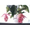 Sementes de Medinila ou Uva Rosa (Medinilla magnifica) | Seeds Shop Store