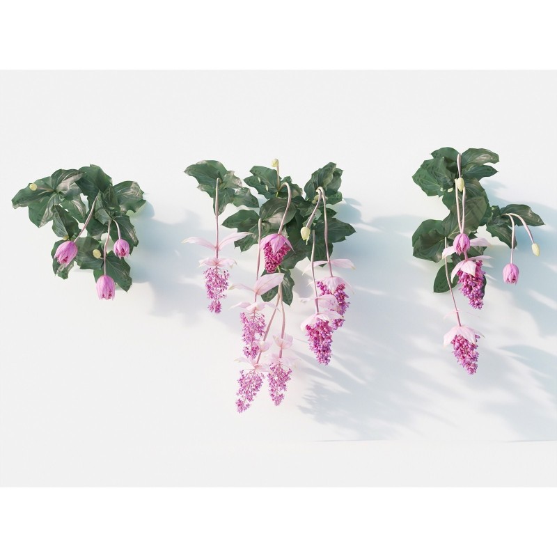 Sementes de Medinila ou Uva Rosa (Medinilla magnifica) | Seeds Shop Store