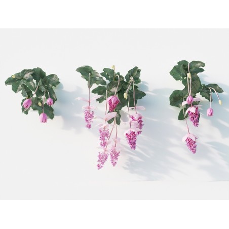 Sementes de Medinila ou Uva Rosa (Medinilla magnifica) | Seeds Shop Store
