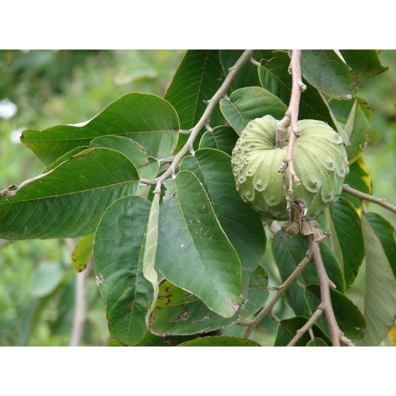 Secerna Jabuka, Čerimoja Seme (Annona cherimola) | Seeds Shop Store