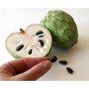 Secerna Jabuka, Čerimoja Seme (Annona cherimola) | Seeds Shop Store