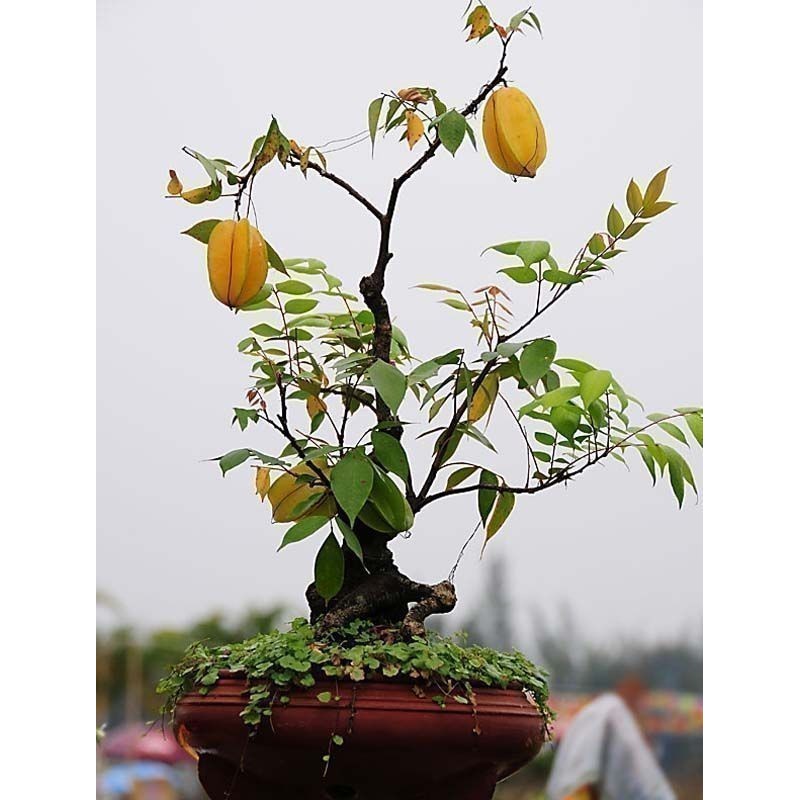 "Stjärnfrukt" Frön Averrhoa Carambola Tropical | Seeds Shop Store