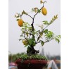 "Stjärnfrukt" Frön Averrhoa Carambola Tropical | Seeds Shop Store