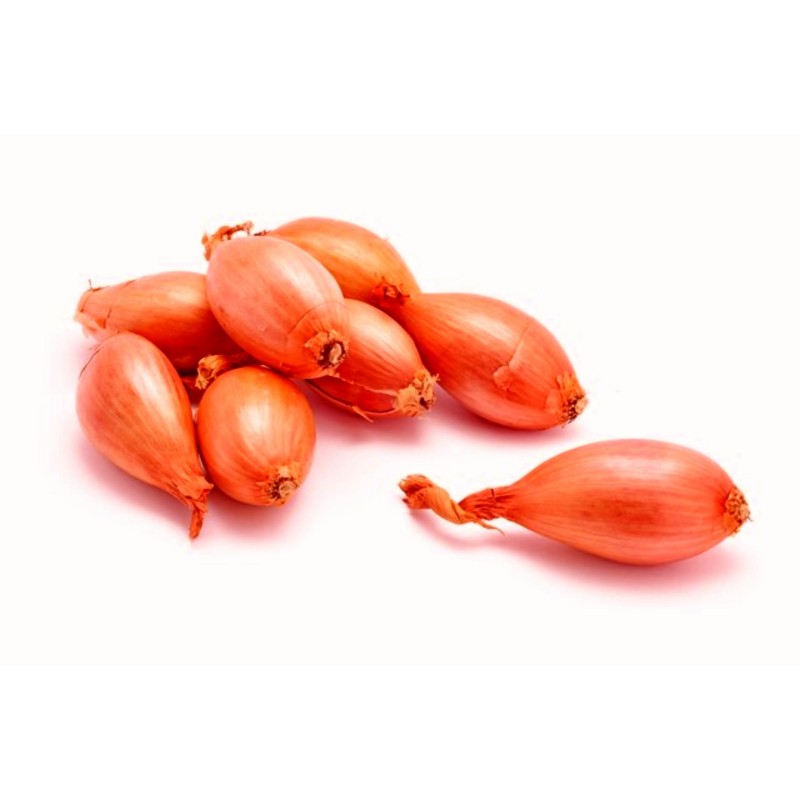 Schalotte, auch Edelzwiebel Zwiebeln / Samen | Seeds Shop Store