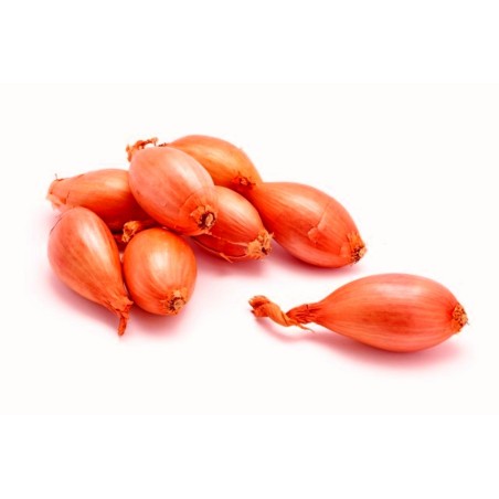 Schalotte, auch Edelzwiebel Zwiebeln / Samen | Seeds Shop Store