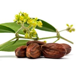 Jojoba, Simmondsia chinensis, Seeds (Edible) - 4.275