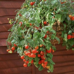 Red & Yellow Tumbling Tom Tomato Seeds - 1.395