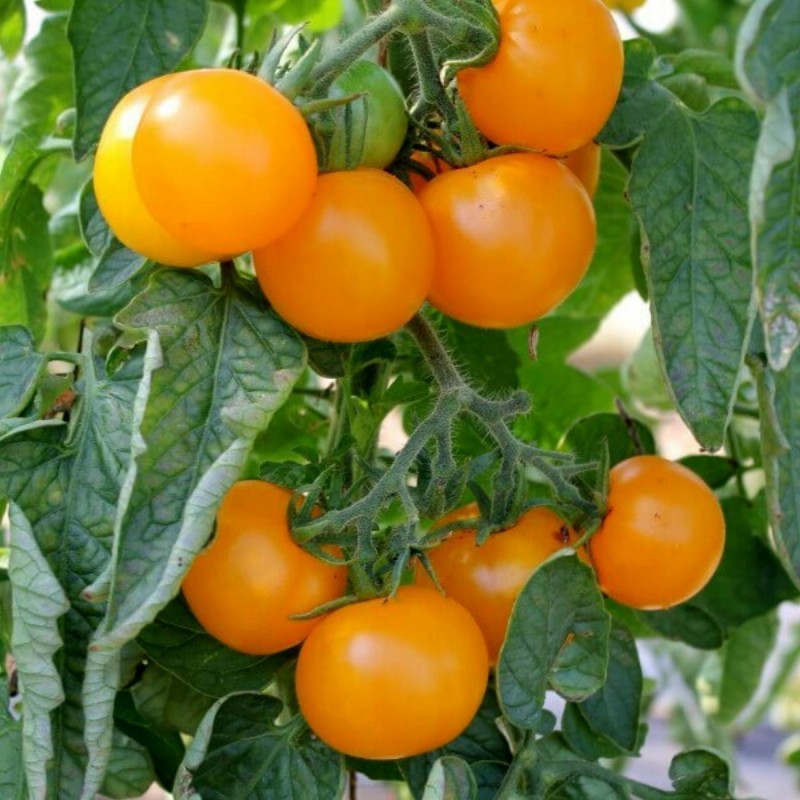 850 Seeds Goldene Königin Tomato | Seeds Shop Store
