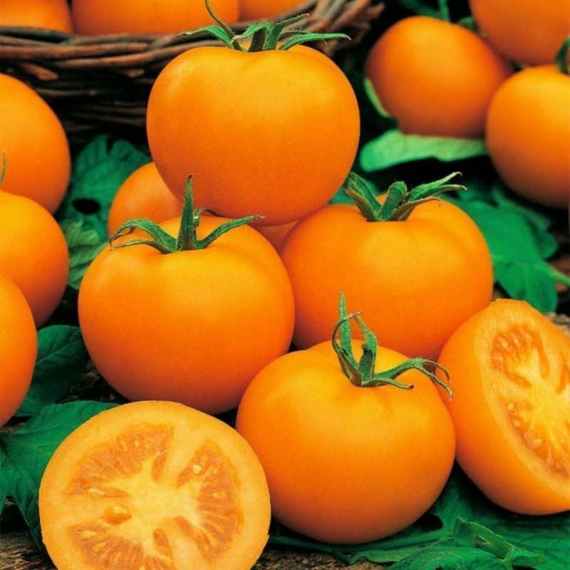 850 Seeds Goldene Königin Tomato | Seeds Shop Store