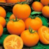 850 Seeds Goldene Königin Tomato | Seeds Shop Store
