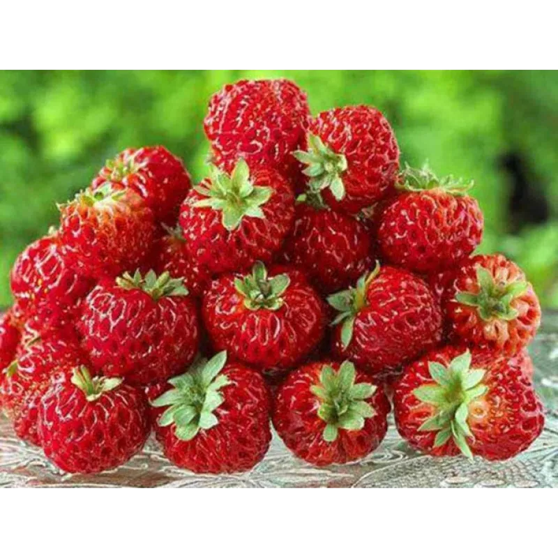 Rare “Framberry” Strawberrie Seeds “RED DREAM” | Seeds Shop Store