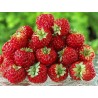 Rare “Framberry” Strawberrie Seeds “RED DREAM” | Seeds Shop Store