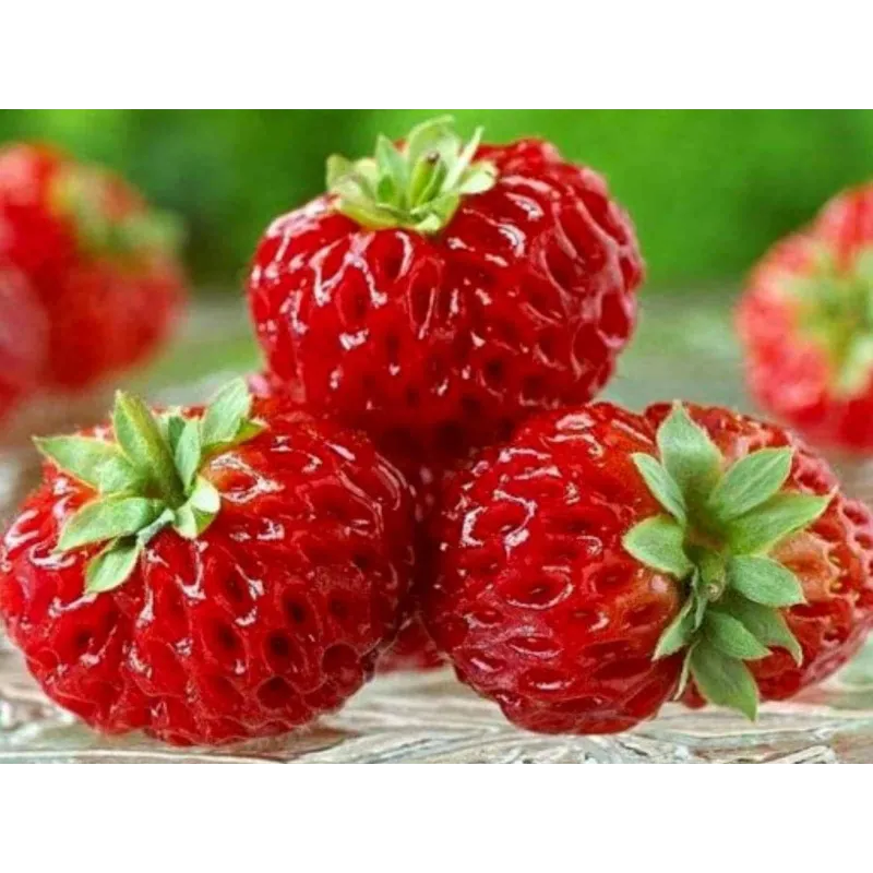 Rare “Framberry” Strawberrie Seeds “RED DREAM” | Seeds Shop Store