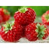 Rare “Framberry” Strawberrie Seeds “RED DREAM” | Seeds Shop Store